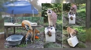 Big cat sanctuary to reopen after deadly bird flu outbreak