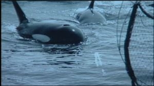 Meet ‘Ocean Sun', the nearly 100-year-old Southern Resident Orca crowned oldest in the world