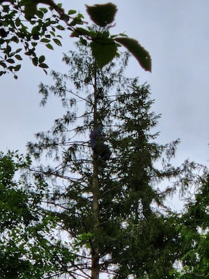 Jefferson County theft and burglary suspect climbs 80 feet up tree to evade capture