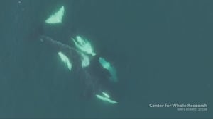 Killer whales seen grooming each other