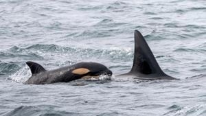 New calf born to descendant of last orca captured in Washington waters
