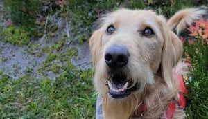 Couple's dog injured in cougar attack while camping in Olympic National Park