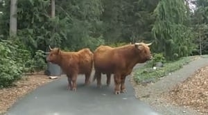 Have you ‘herd?' Pair of Scottish Highland cows escape in Redmond