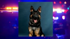 Sock-stealing K9 helps nab suspect in Kent