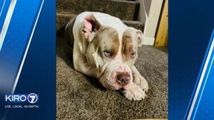 'Esco the hero.' Renton family praises dog for saving owner after hit-and-run