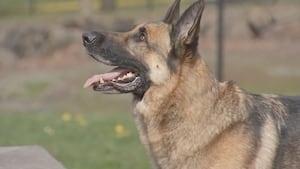 Heroic Spokane firefighters resuscitate dog caught in house fire