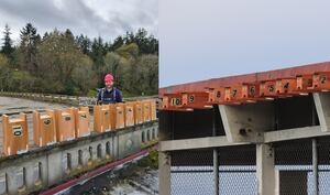 Point Defiance Zoo conservationists support local purple martin swallows with new nests