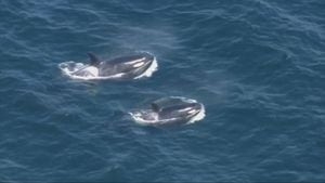 Orca advocates beg for solutions as salmon shortage threatens whale population