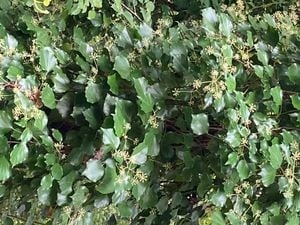 WA environmental groups looking to ban sale of invasive ivy