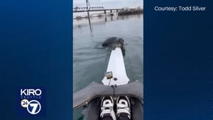 WATCH: Friendly seal hops onto Tacoma rower's boat