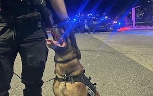 Bellingham police K9 helps catch hit-and-run suspect