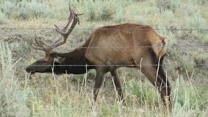 WDFW: Stop feeding wildlife to prevent ‘zombie deer disease'