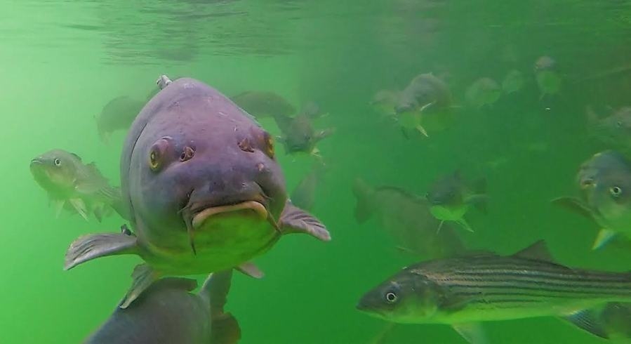 Saturday is Free Fishing Day in Nevada