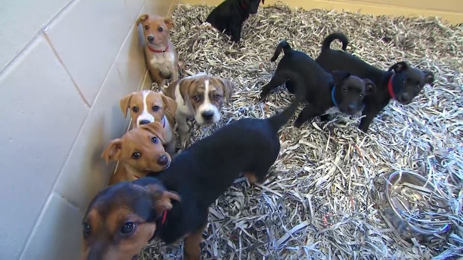 Nevada Senate bill aims to crack down on puppy mills