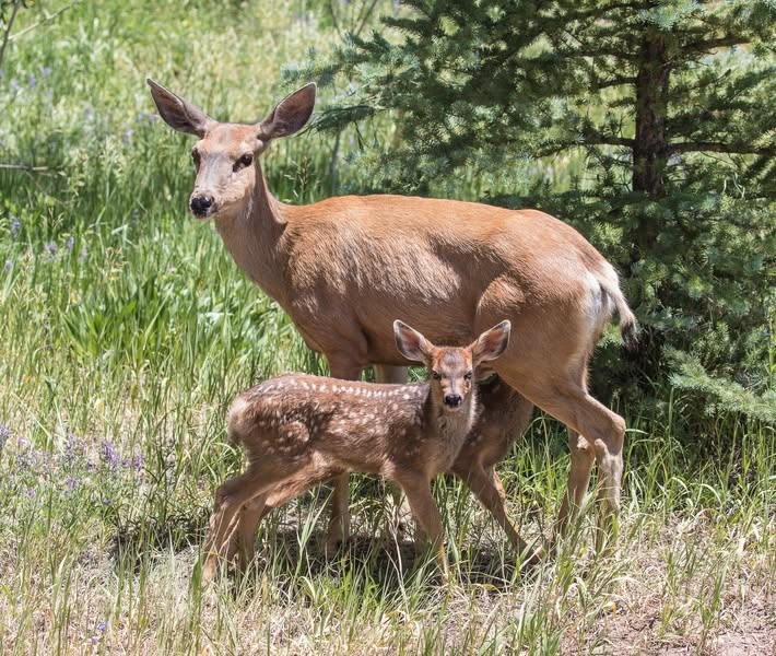 Nevada wildlife officials investigate illegal shooting of doe pregnant with twin fawns