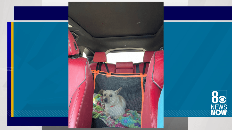 Dog dumped in Las Vegas dumpster, police search for alleged animal abuser