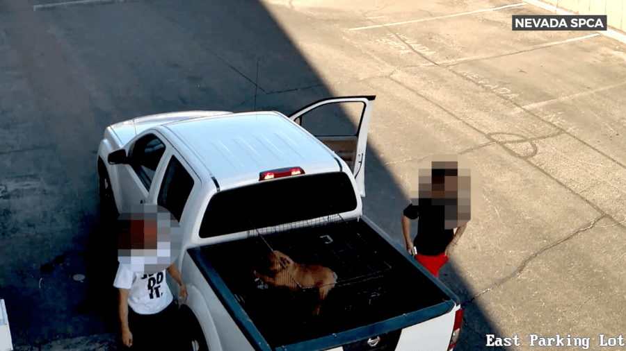 Dog abandoned outside of Las Vegas shelter taken by passerby, shelter says