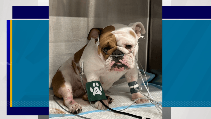 ‘Reba's Law' at Nevada Legislature toughens penalties for animal cruelty, torture