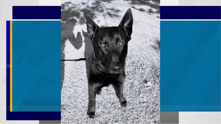 2-year-old Henderson police K9 dies