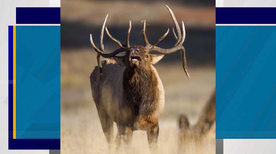 Reward offered for information about elk poaching cases in Nevada