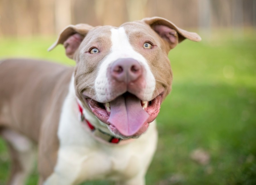 Housing policies cited as major reason families forced to give up pets
