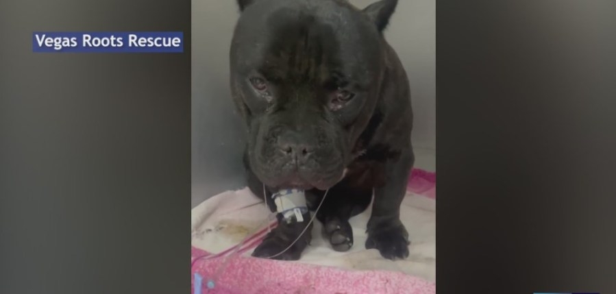 Dog dies after he was abandoned in south Las Vegas valley, rescue says