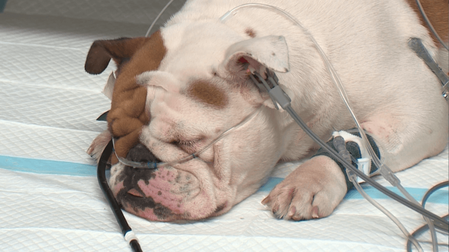 Defendant in ‘Reba' dog death wants trial moved from Las Vegas due to media buzz