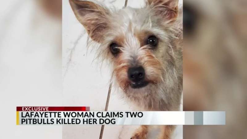 Lafayette woman claims two pit bulls mauled her dog to death