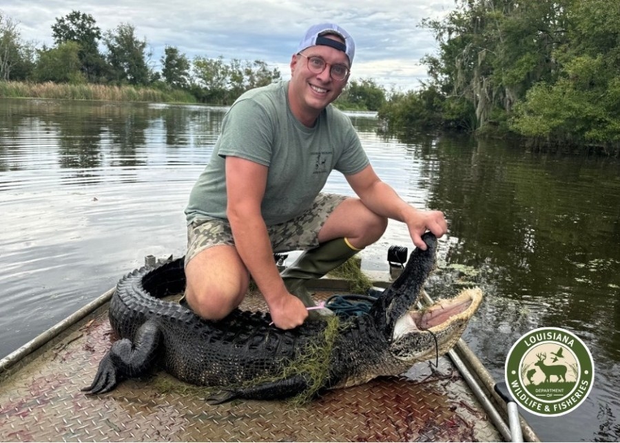 Alligator hunters post successful 2024 season in Louisiana, LDWF may extend 2025 season