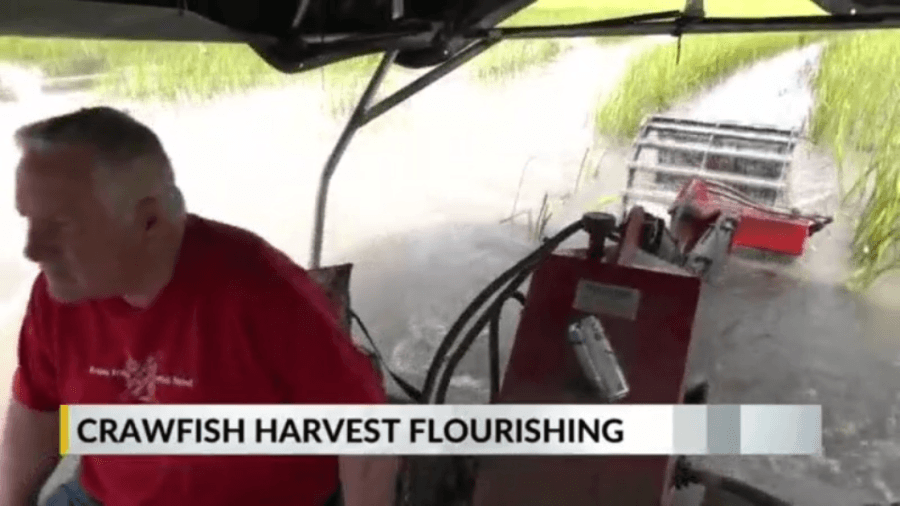 Crawfish farmers recover from drought with solid harvests