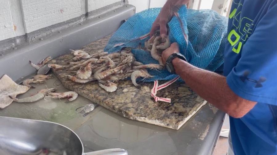 Study: 33% of shrimp served in Lafayette restaurants imported