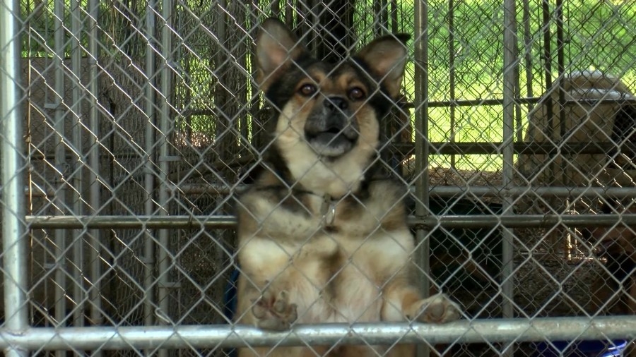 Shelter asking for help after Montgomery County animal rescue