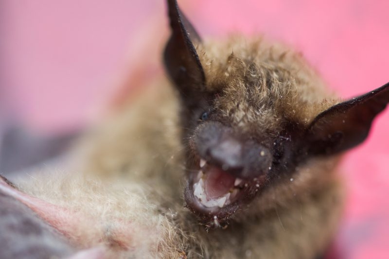 City urges caution after bat handling incidents