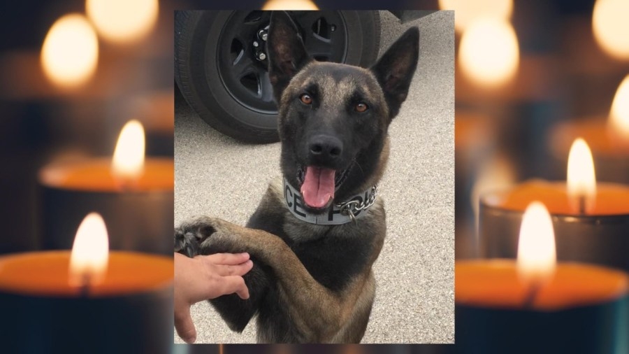 Odessa Police Department mourns the loss of loyal K9 Jimmie, a true hero & protector