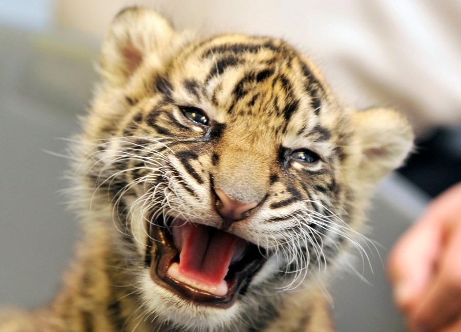 Conway, Little Rock men sentenced for illegal tiger possession