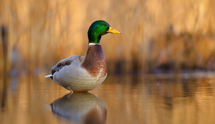 Could Arkansas soon have an official state duck?