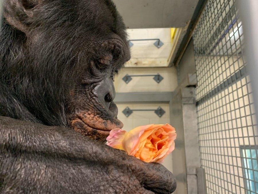 Chimpanzee rescued from troubled Oregon Coast safari park quarantining in Washington