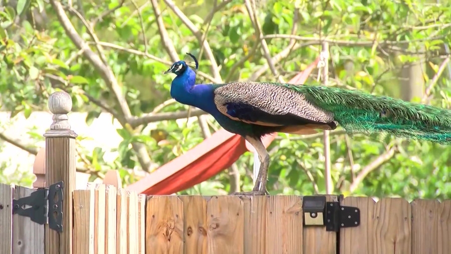 ‘Bock bock, you next': Man harassing peacocks tried to murder man who confronted him