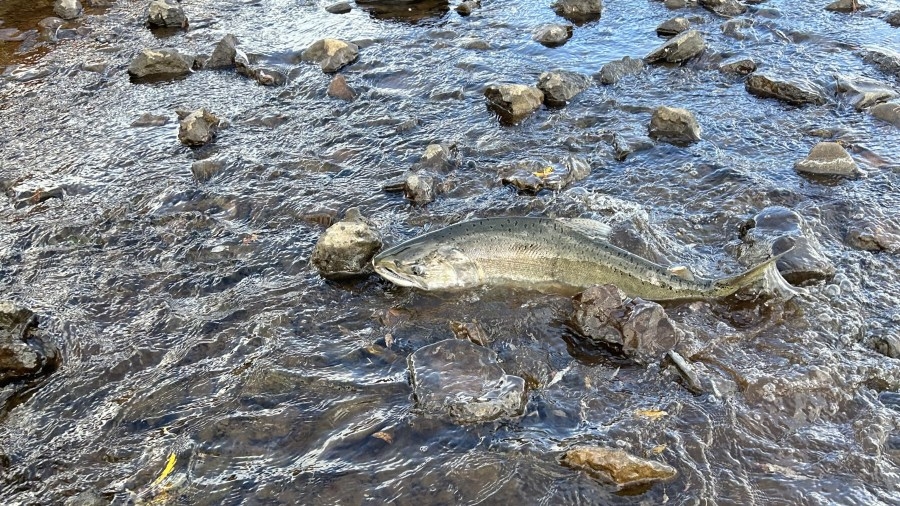 Some Washington salmon face ‘brink' of extinction, report finds