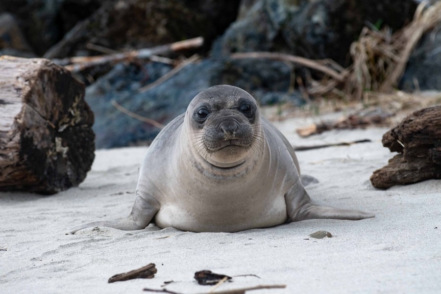 ODFW removes elephant seal from popular Oregon beach ahead of spring break