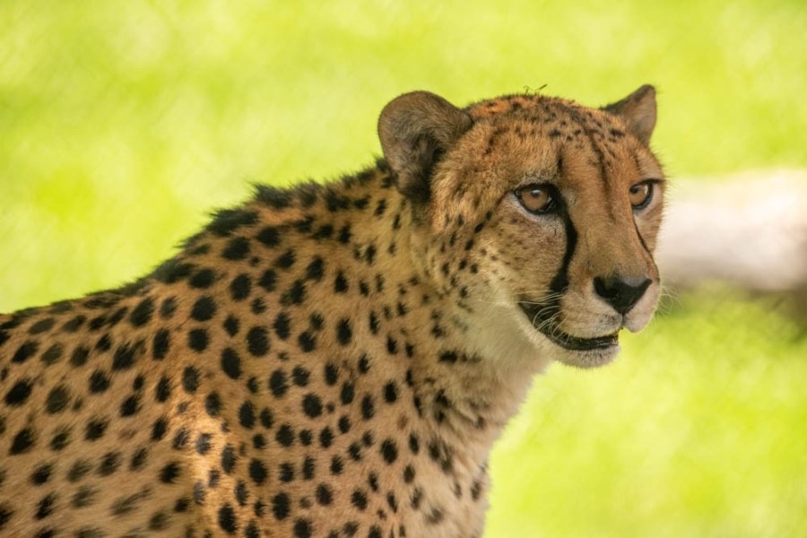 ‘Our little prince': RIP Strike, the oldest cheetah at the Oregon Zoo