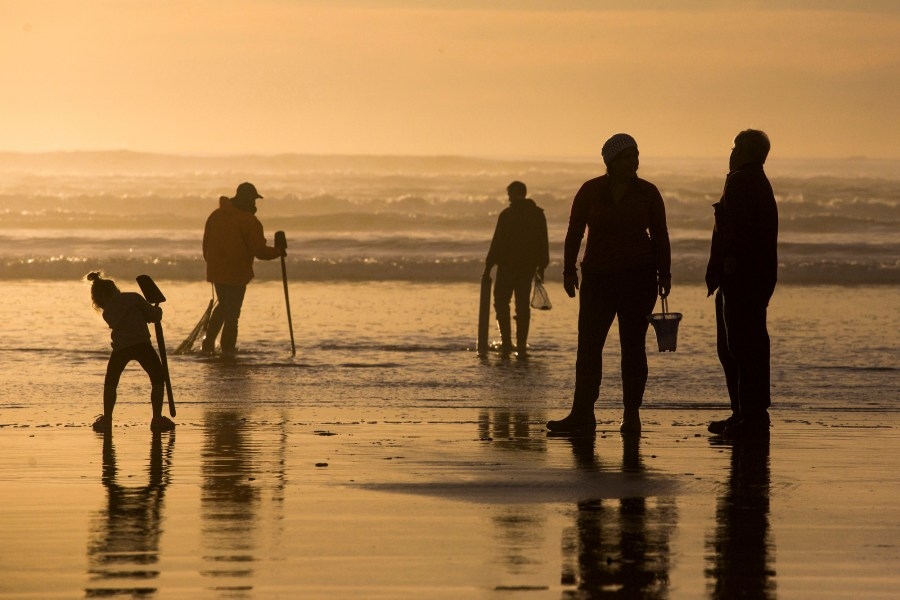 Razor clam harvesting reopens on parts of Oregon Coast after toxic levels drop