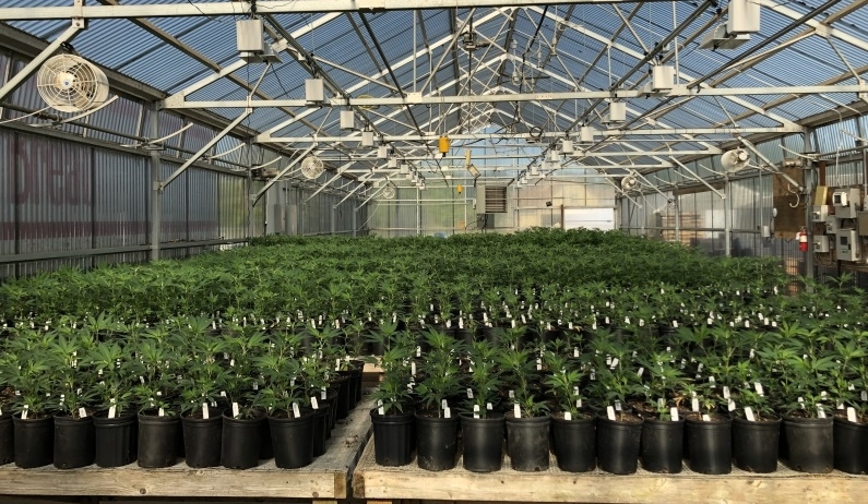 How high: OLCC detects excessive levels of THC in products advertised as hemp