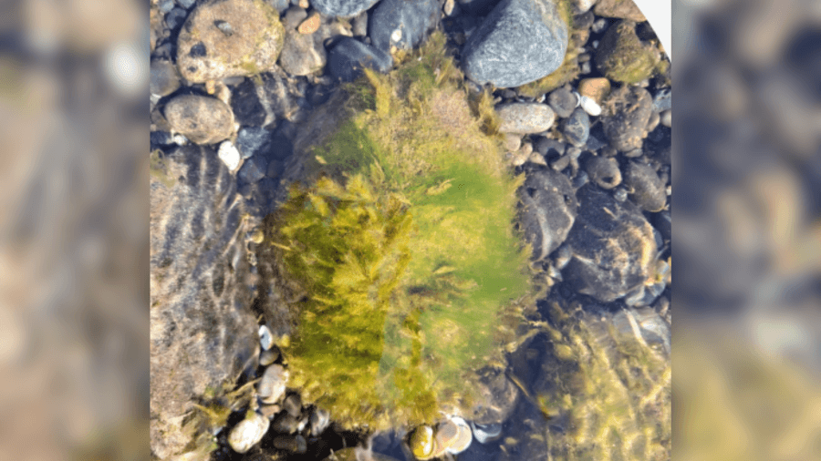 ‘You can see clumps': Watch out for new toxic algae, deadly for dogs, in Columbia River