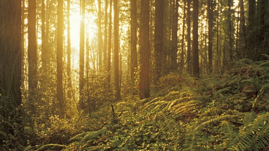 Forest Park conservationists challenge Portland's approval of PGE project