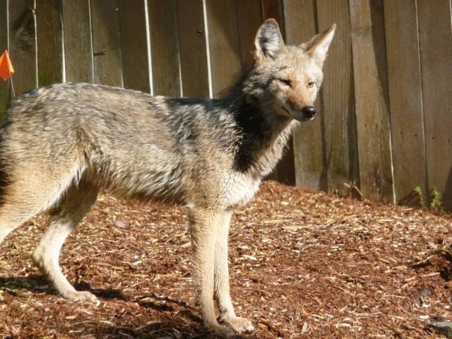Portlanders should give coyotes ‘a little extra space' amid pupping season