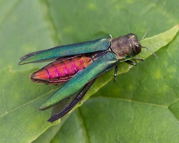 ‘Arrival in Portland is imminent': City braces for destructive invasive emerald ash borer