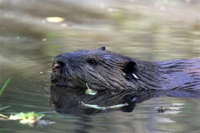 Oregon House passes bill encouraging beavers to fix impaired waterways