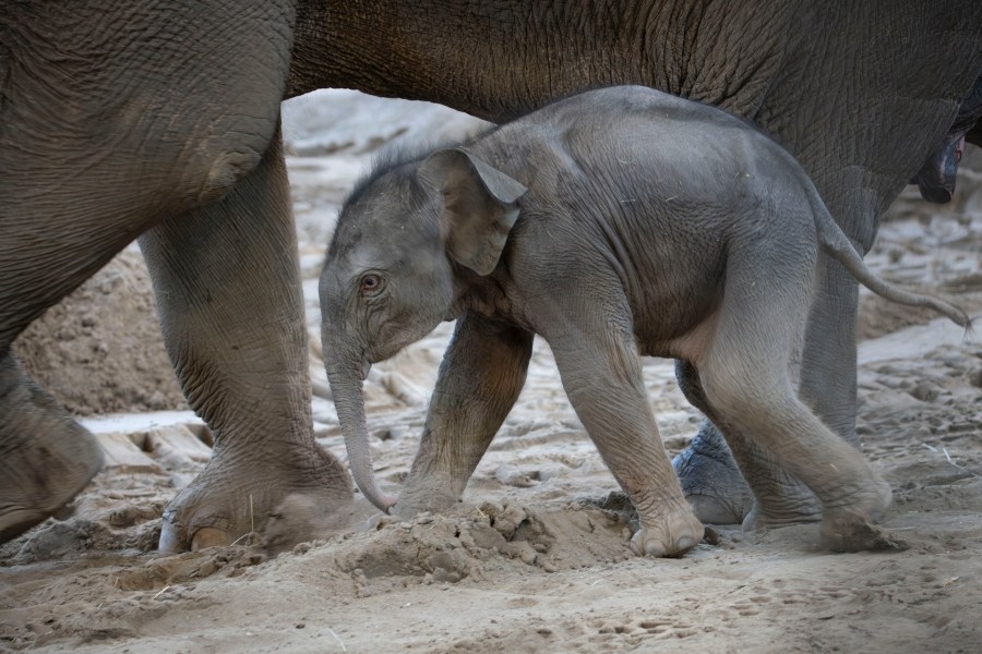 Local activists urge Oregon Zoo to transfer newborn elephant, mother to sanctuary