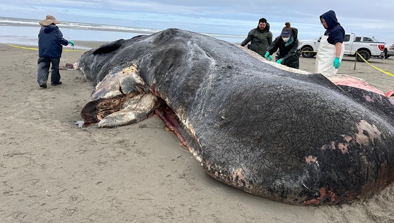 Sperm whale hit by vessel, washes ashore near Seaside